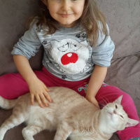Tekir Kedi, Kedi  Petra  fotoğrafı