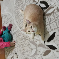 Tekir Kedi, Kedi  Petra  fotoğrafı