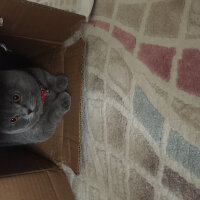 Scottish Fold, Kedi  Mıncır fotoğrafı