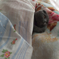 Scottish Fold, Kedi  Mıncır fotoğrafı