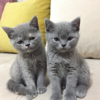 Scottish Fold, Kedi  Mıncır fotoğrafı