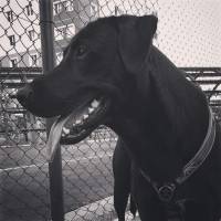 Labrador Retriever, Köpek  zeytin fotoğrafı