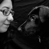 Labrador Retriever, Köpek  zeytin fotoğrafı