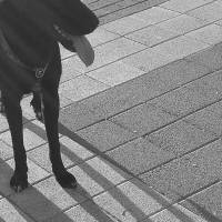 Labrador Retriever, Köpek  zeytin fotoğrafı