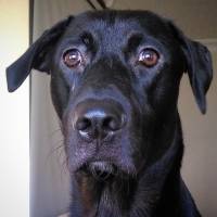 Labrador Retriever, Köpek  zeytin fotoğrafı