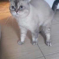 British Shorthair, Kedi  Ares fotoğrafı
