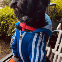 Maltese, Köpek  KARMEN fotoğrafı