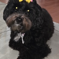 Maltese, Köpek  KARMEN fotoğrafı