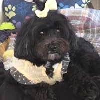 Maltese, Köpek  KARMEN fotoğrafı