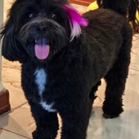 Maltese, Köpek  KARMEN fotoğrafı