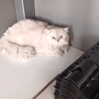 Australian Mist, Kedi  Avusturya Yavrucaklar fotoğrafı