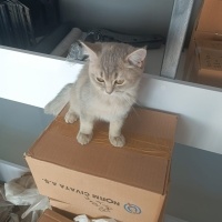 Australian Mist, Kedi  Avusturya Yavrucaklar fotoğrafı