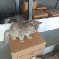 Australian Mist, Kedi  Avusturya Yavrucaklar fotoğrafı