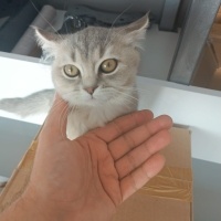 Australian Mist, Kedi  Avusturya Yavrucaklar fotoğrafı