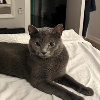 Scottish Fold, Kedi  Habips fotoğrafı