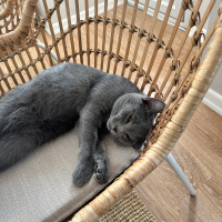 Scottish Fold, Kedi  Habips fotoğrafı