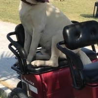 Labrador Retriever, Köpek  Rocky fotoğrafı