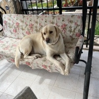 Labrador Retriever, Köpek  Rocky fotoğrafı