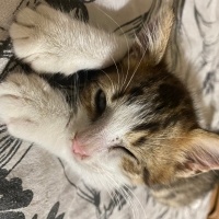Tekir Kedi, Kedi  Gölge fotoğrafı