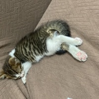Tekir Kedi, Kedi  Gölge fotoğrafı