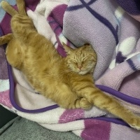 Sarman, Kedi  Güneş fotoğrafı