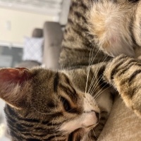 Tekir Kedi, Kedi  Yavru kedi fotoğrafı