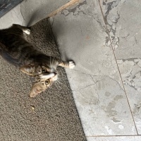 Tekir Kedi, Kedi  Yavru kedi fotoğrafı