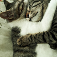 Tekir Kedi, Kedi  Duman fotoğrafı