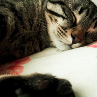 Tekir Kedi, Kedi  Duman fotoğrafı