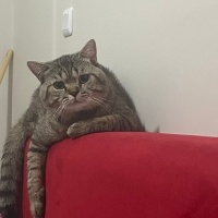 British Shorthair, Kedi  İsim koymadım fotoğrafı