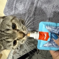 British Shorthair, Kedi  İsim koymadım fotoğrafı