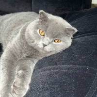 Scottish Fold, Kedi  Leo fotoğrafı