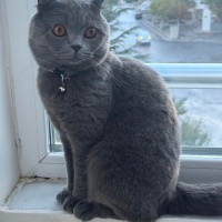 Scottish Fold, Kedi  Leo fotoğrafı