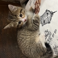 Tekir Kedi, Kedi  Micheal fotoğrafı
