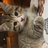 Tekir Kedi, Kedi  Micheal fotoğrafı