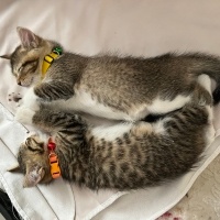 Tekir Kedi, Kedi  Micheal fotoğrafı