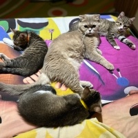 Tekir Kedi, Kedi  Micheal fotoğrafı