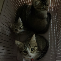 Tekir Kedi, Kedi  Micheal fotoğrafı