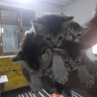 British Shorthair, Kedi  İsimleri yok daha fotoğrafı
