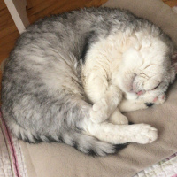 British Shorthair, Kedi  Duman fotoğrafı