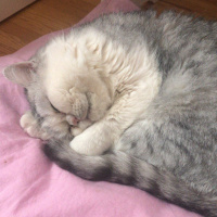 British Shorthair, Kedi  Duman fotoğrafı