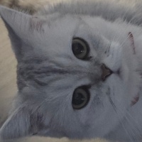 British Shorthair, Kedi  Suki fotoğrafı