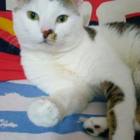 Tekir Kedi, Kedi  Köpük fotoğrafı