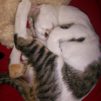 Tekir Kedi, Kedi  Köpük fotoğrafı