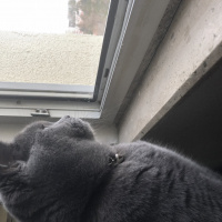 British Shorthair, Kedi  Alex fotoğrafı