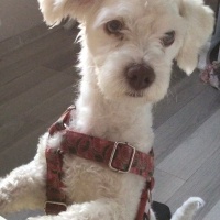 Maltese, Köpek  Toprak fotoğrafı