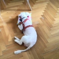 Maltese, Köpek  Toprak fotoğrafı