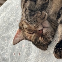 Tekir Kedi, Kedi  Arife fotoğrafı