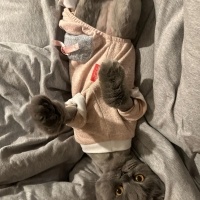 Scottish Fold, Kedi  Pysuha fotoğrafı