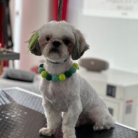 Shih Tzu, Köpek  Body fotoğrafı